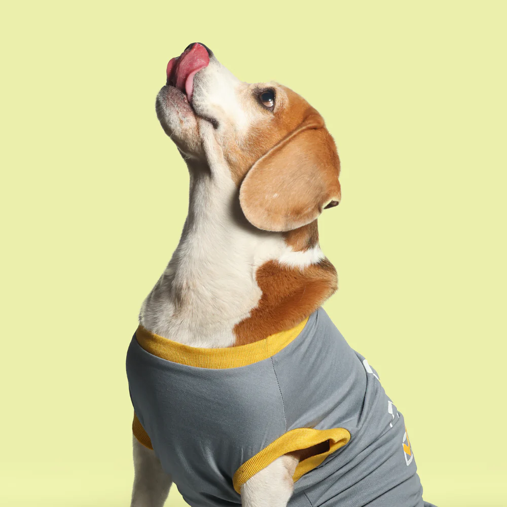 Pet Set Go Single Taken In Relationship Sleeveless Tshirt for Dogs (Grey) image 4