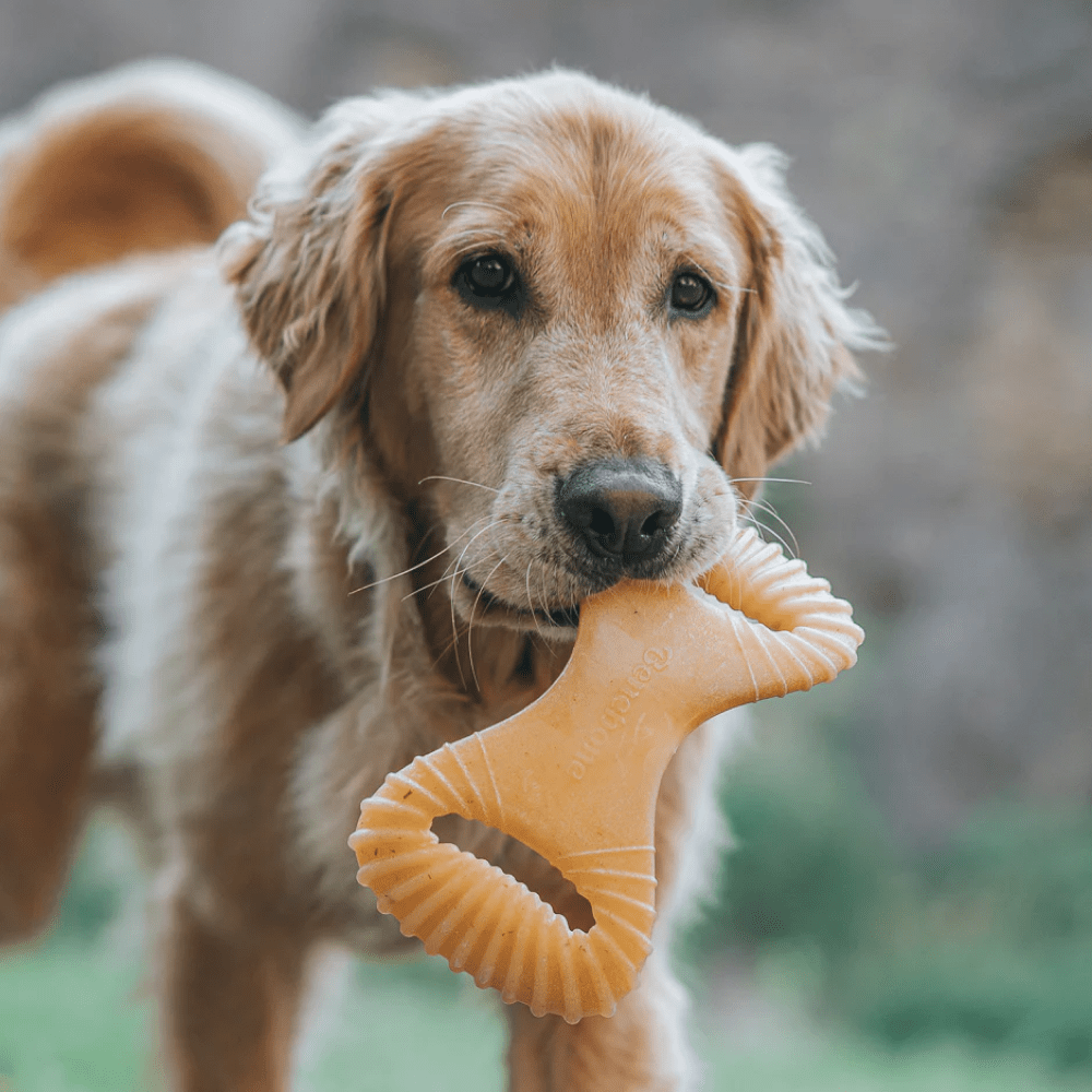 Benebone Chicken Flavored Dental Chew Toy for Dogs image 5