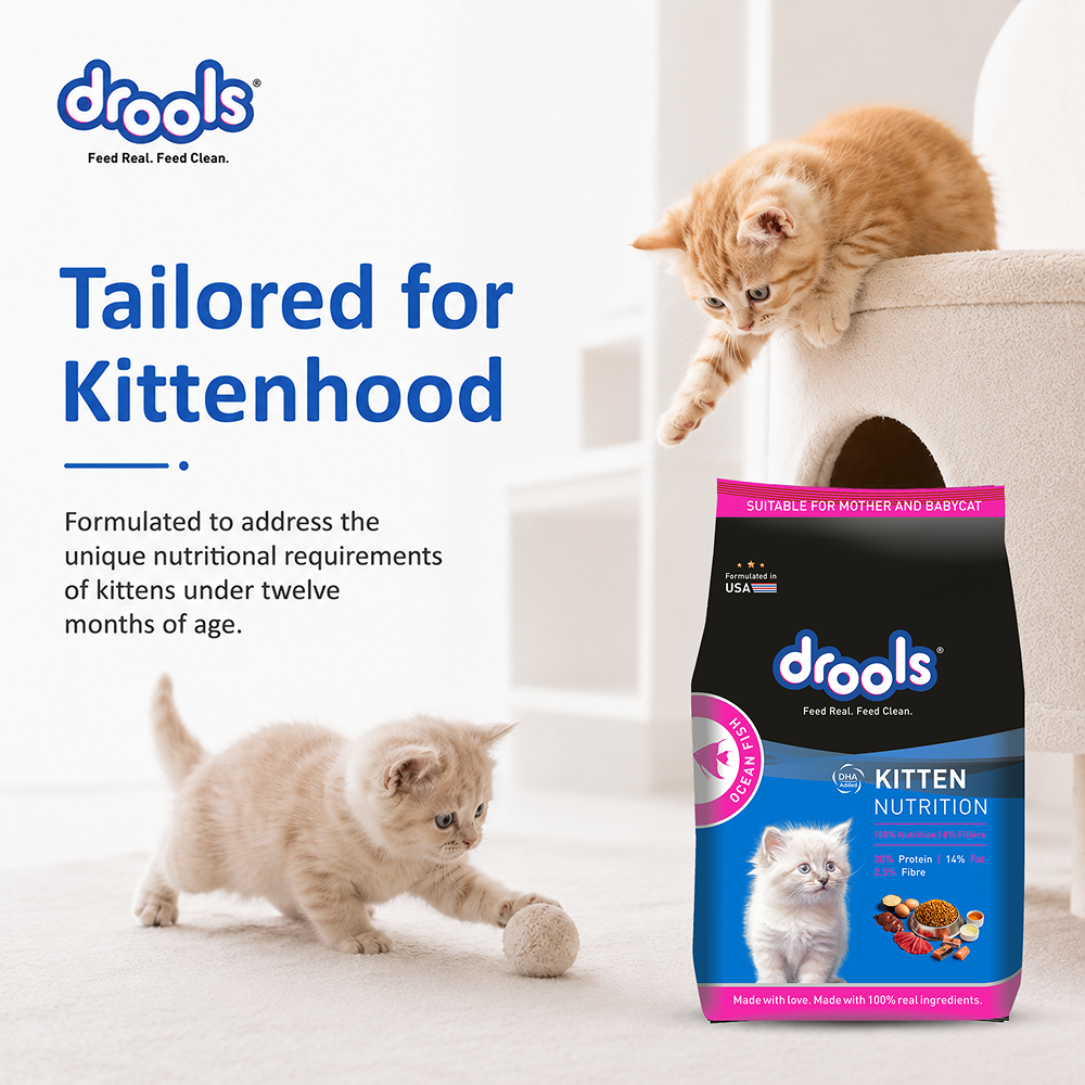Drools Ocean Fish Kitten Cat Dry Food image 6
