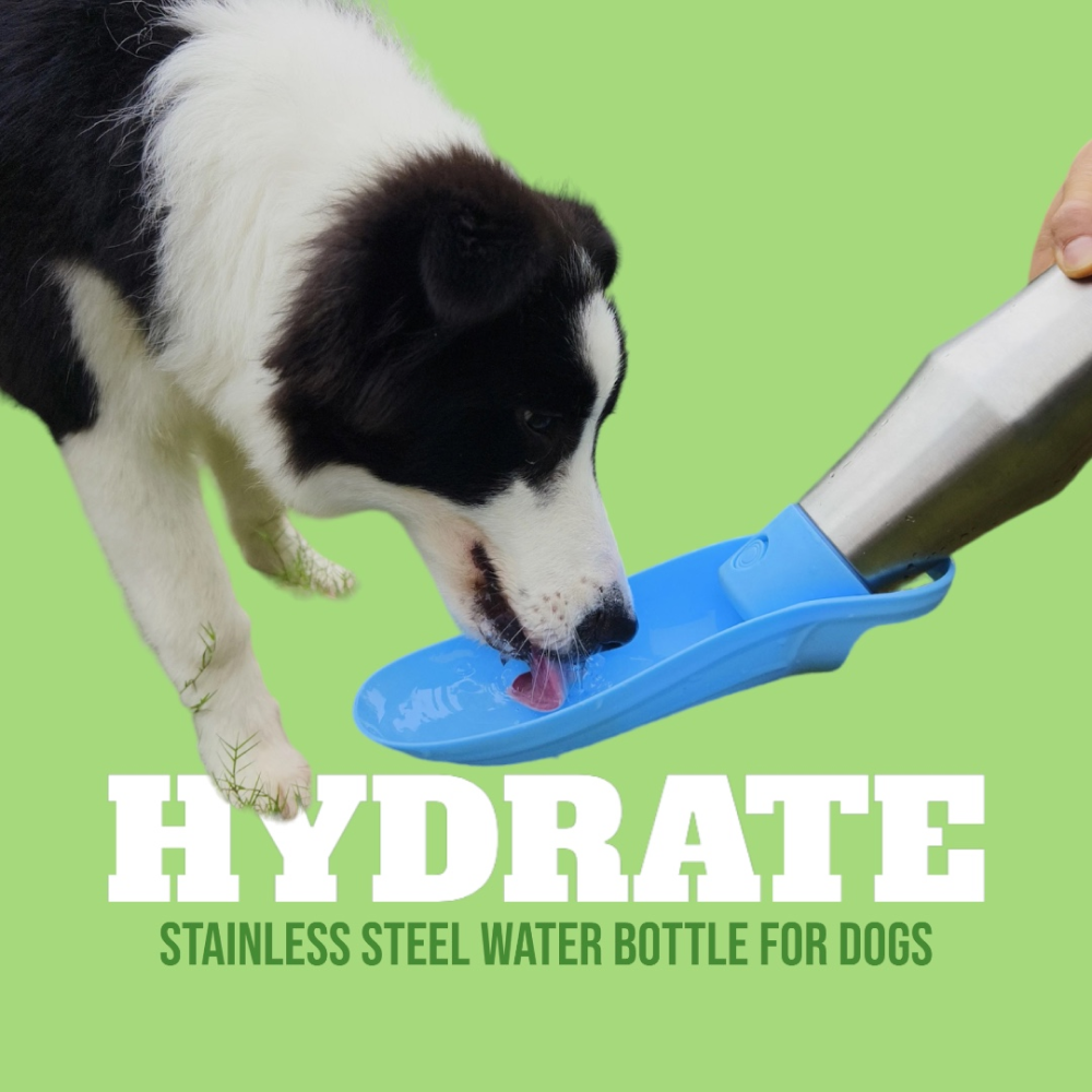 Talking Dog Club Stainless Steel Travel Water Bottle for Dogs (Sliver/Grey) image 6
