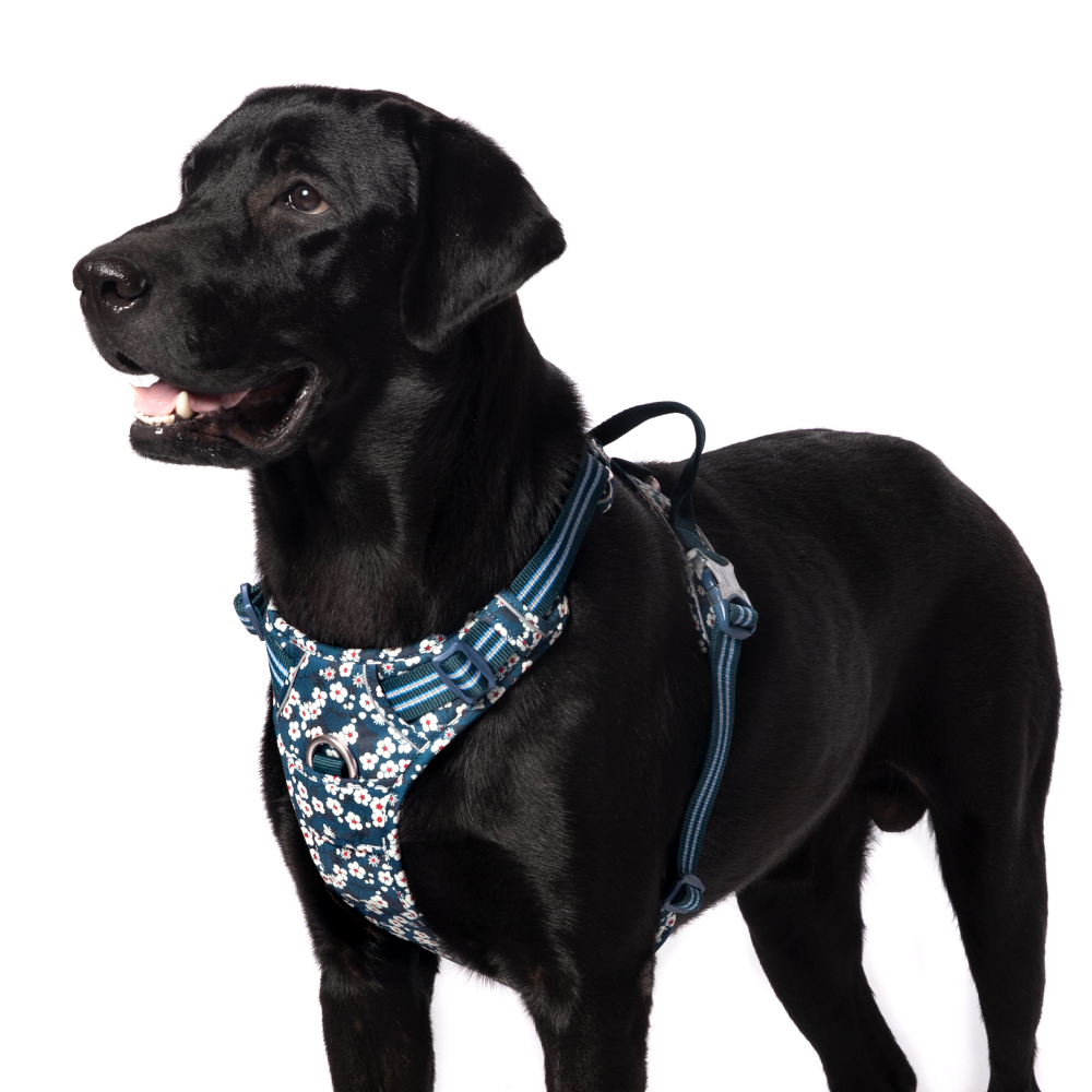 Truelove Floral No Pull 3M Reflective Harness for Dogs (Saxony Blue) image 3