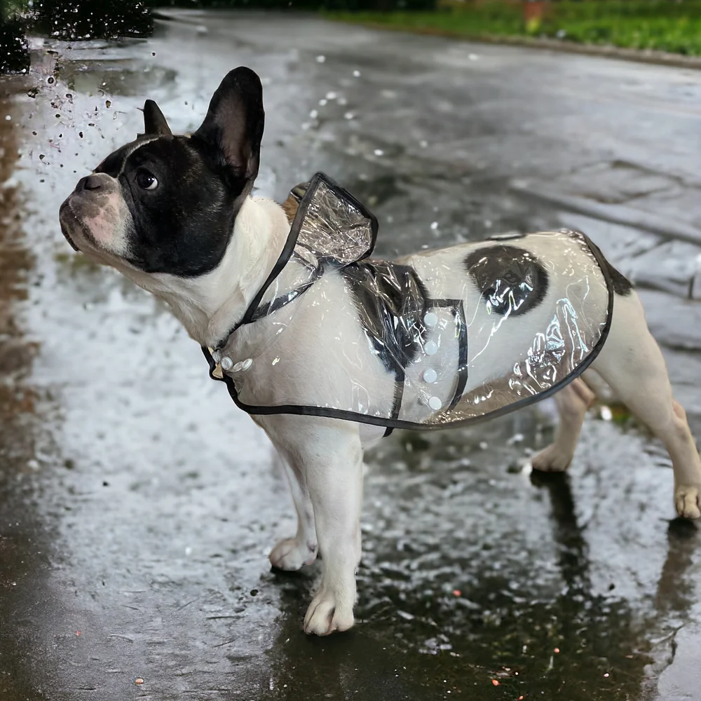 Talking Dog Club Waterproof Raincoat for Dogs (Black) image 5