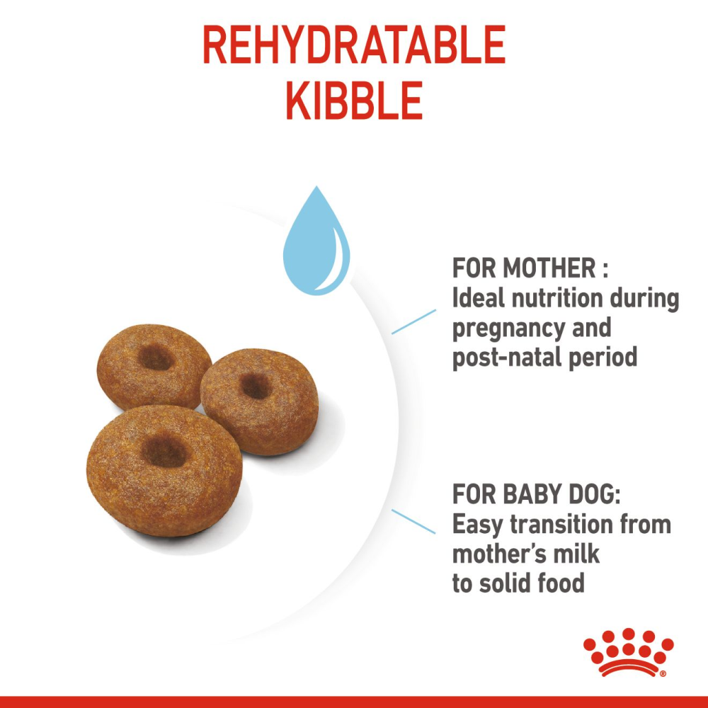 Royal Canin Maxi Starter Dry Dog Food image 3