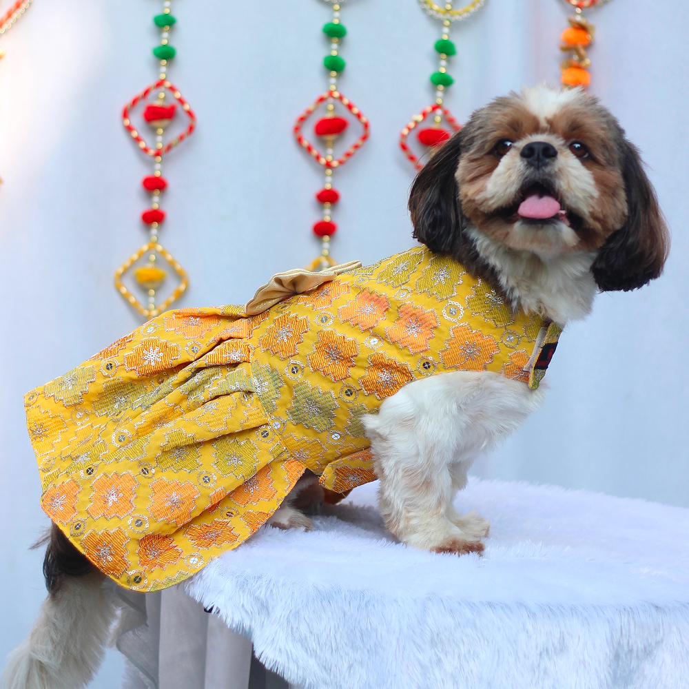 Pawgypets Festive Patola Dress for Dogs (Yellow)