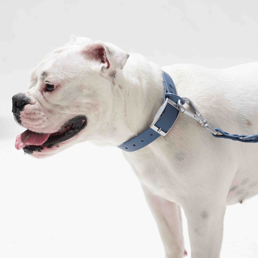 Furry & Co Weatherproof Collar for Dogs (Indigo Blue) image 3