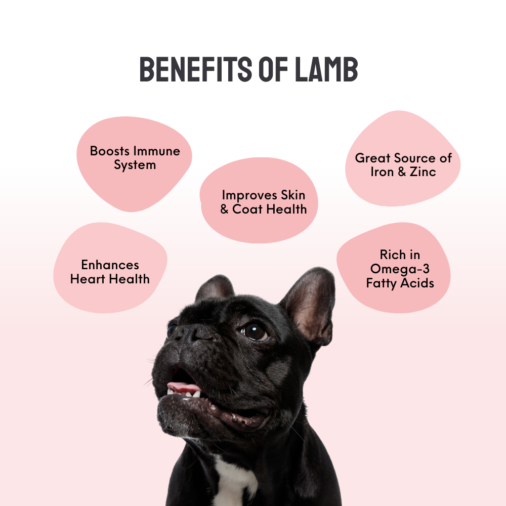 Floof & Co Roasted Lamb, Smoked Chicken and Snappy Sardine Dog Treats Combo image 4
