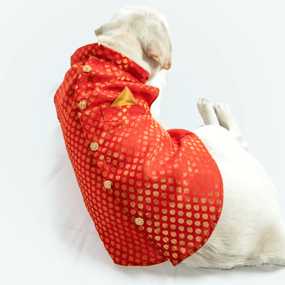 Pawgypets Sherwani for Dogs and Cats (Red) image 2