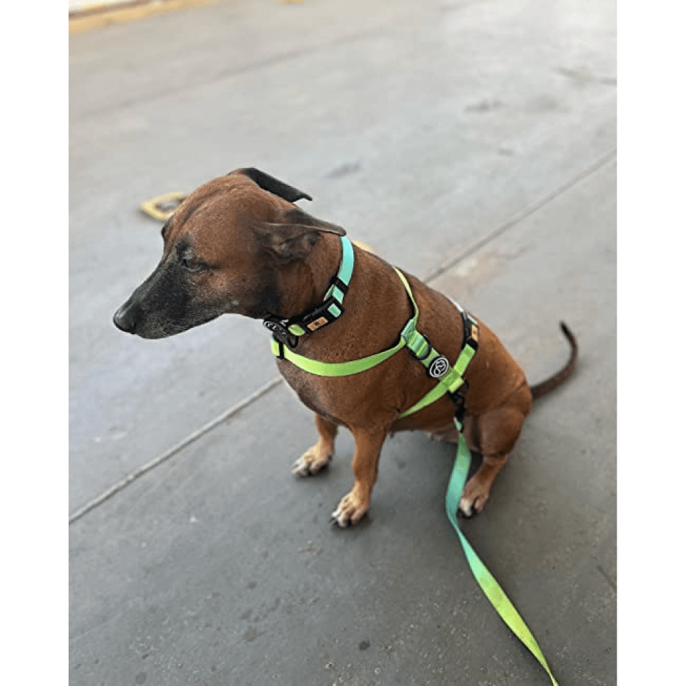 A Plus A Pets Skin Friendly Gradient Design Harness for Dogs and Cats (Green) image 2