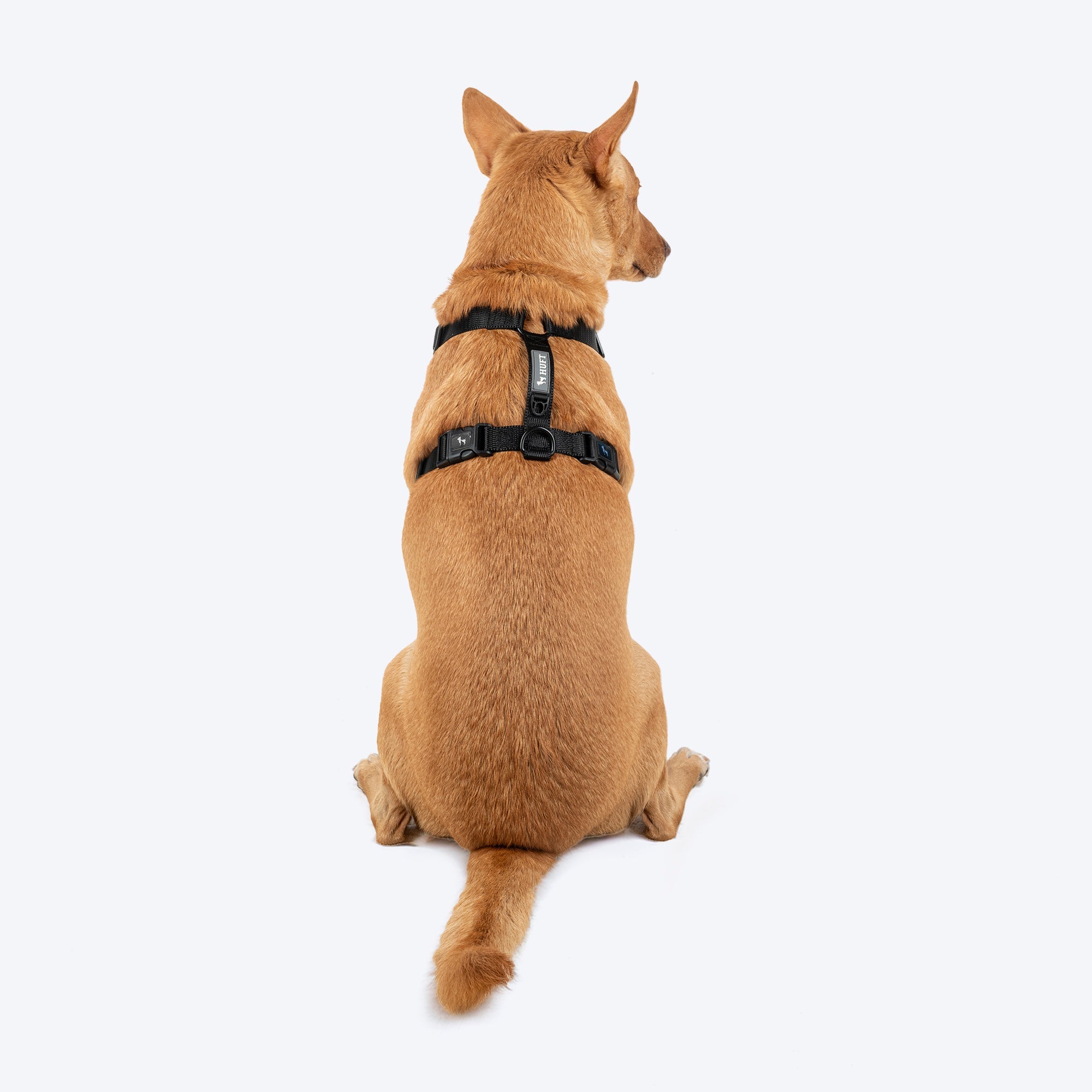 HUFT Classic H Harness for Dogs (Coral Black) image 2