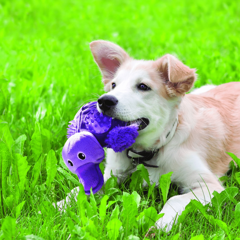 Kong Shells Platypus Toy for Dogs image 4