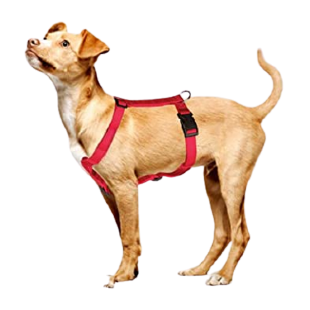 Trixie Classic H Harness for Dogs (Red) image 3