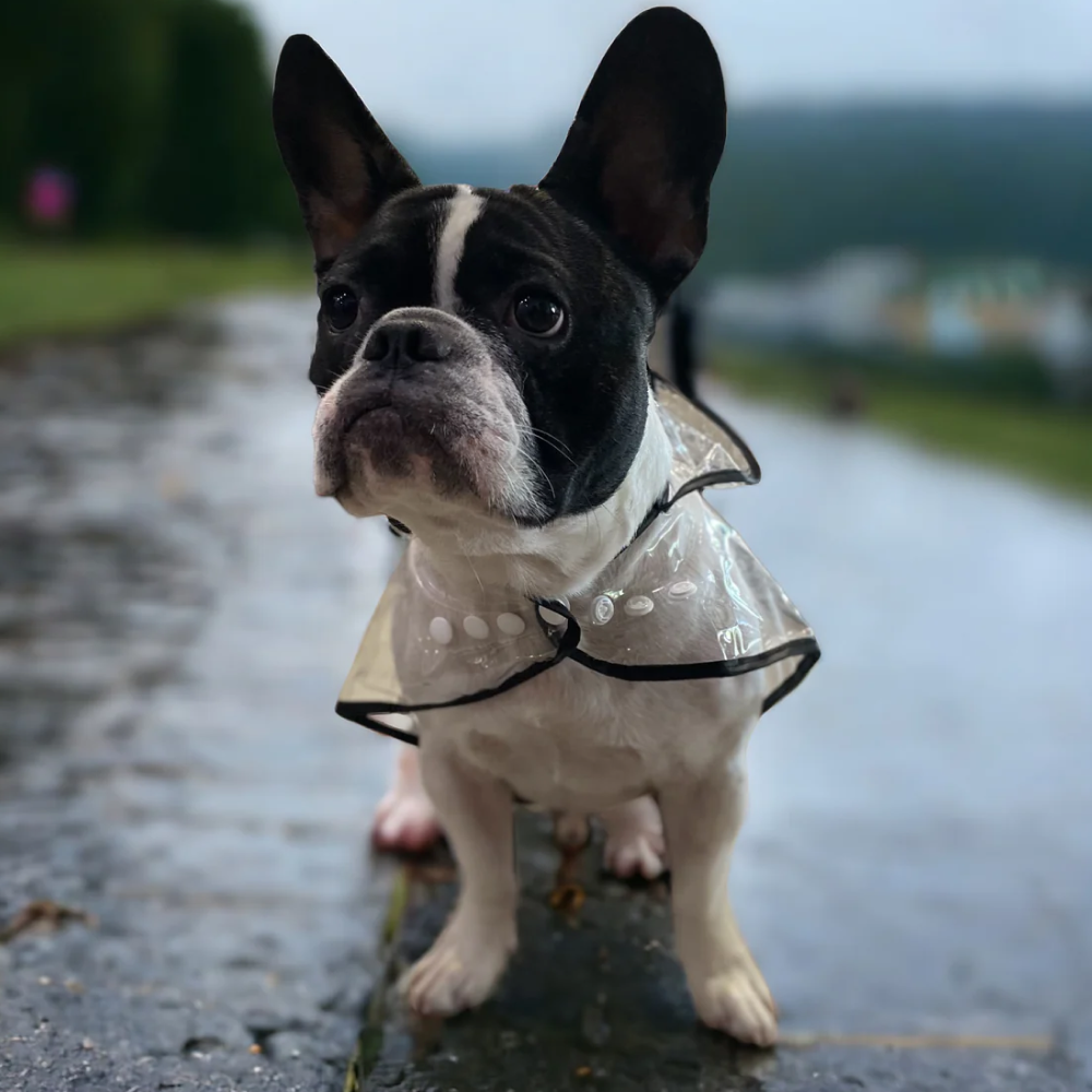 Talking Dog Club Waterproof Raincoat for Dogs (Black) image 6