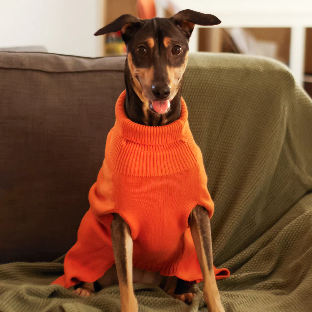 Pet Set Go Elsa's Sweater for Dogs (Orange) image 2