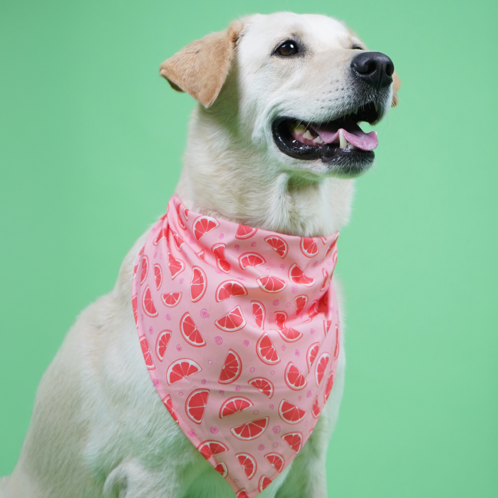 Skatrs Bandana for Dogs Fashionable and Fun (Pink) image 1
