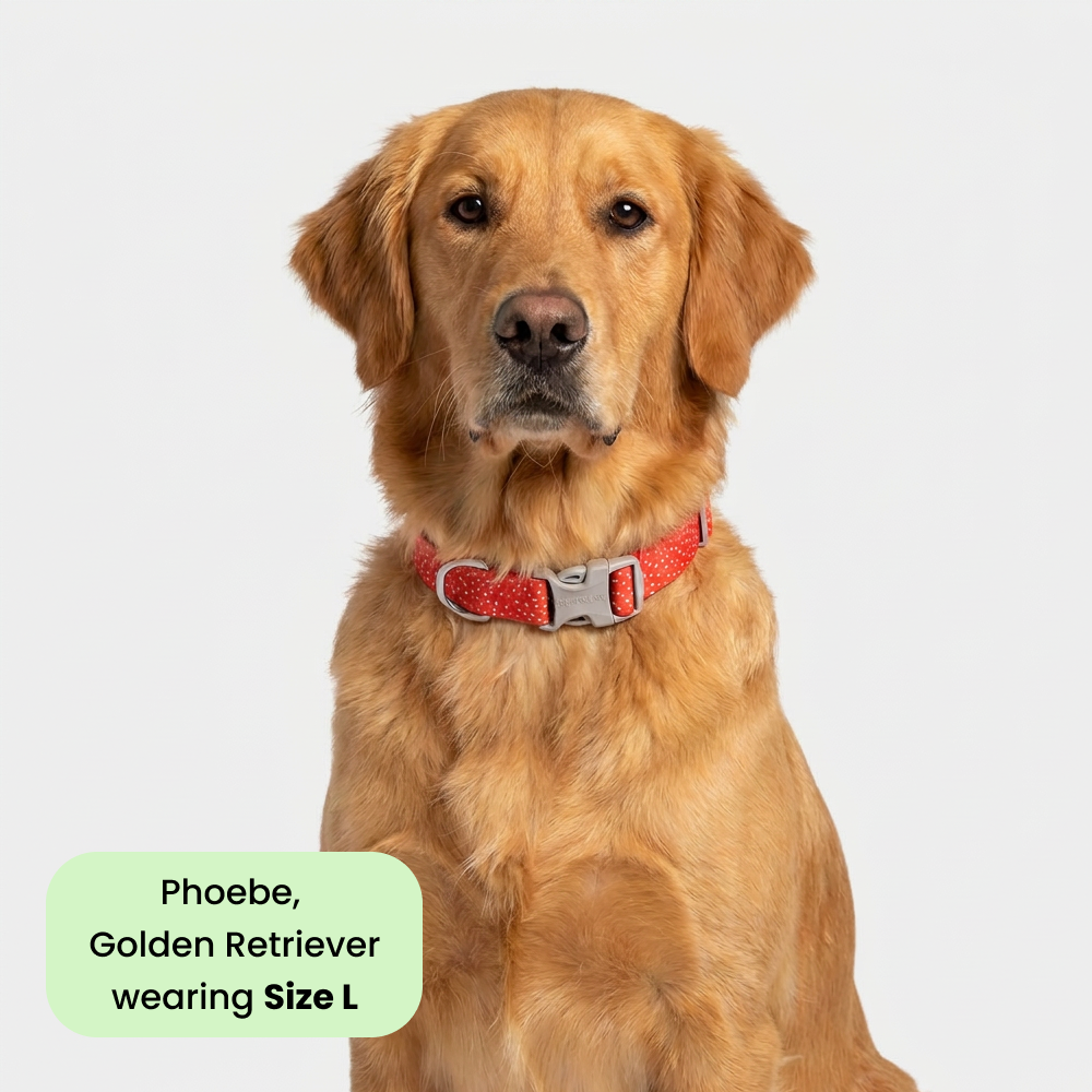 Ruffwear Confluence Waterproof Collar for Dogs (Red Sumac)