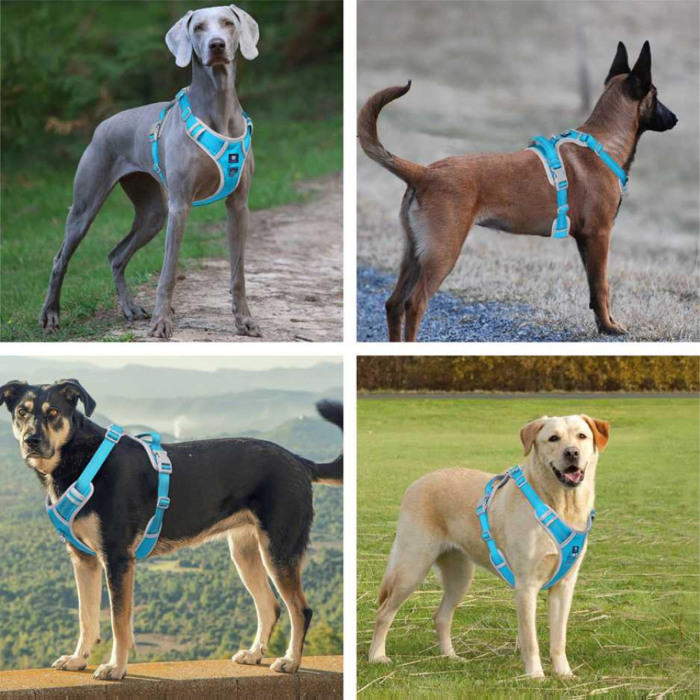 Hank 3M Reflective Harness for Puller Dogs (Grey/Cyan Blue) image 5
