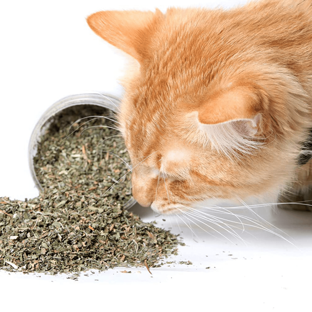 Basil Catnip in a Jar for Cats image 4