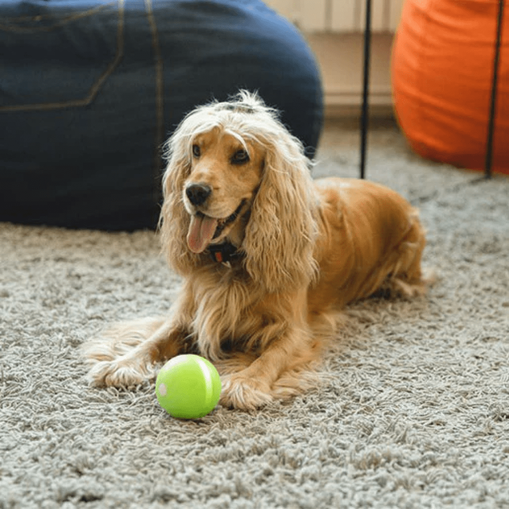 Cheerble Wicked Ball Interactive Toy for Dogs (Blue) image 7