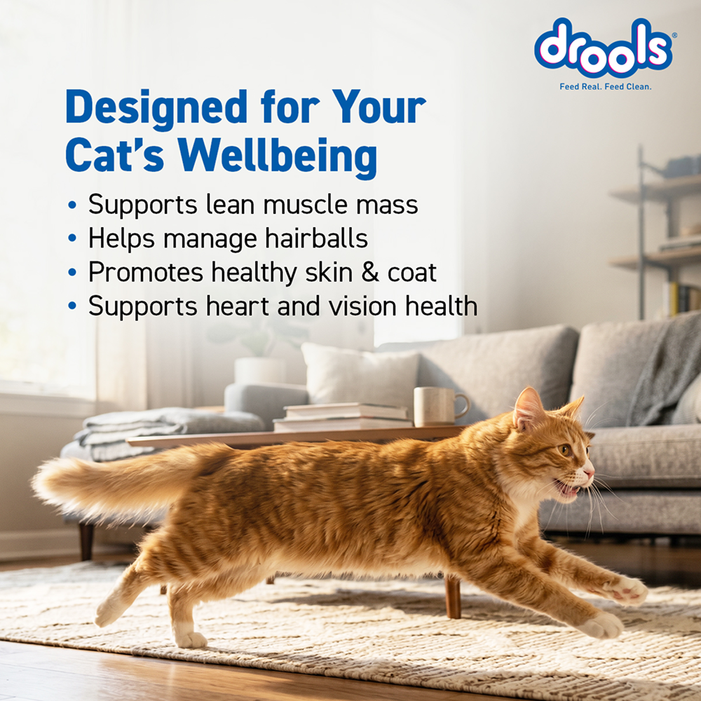 Drools Ocean Fish Adult Cat Dry Food image 6