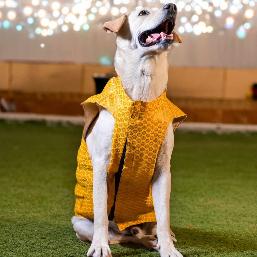 Skatrs Brocade Gold Printed Sherwani for Dogs and Cats (Yellow) image 3