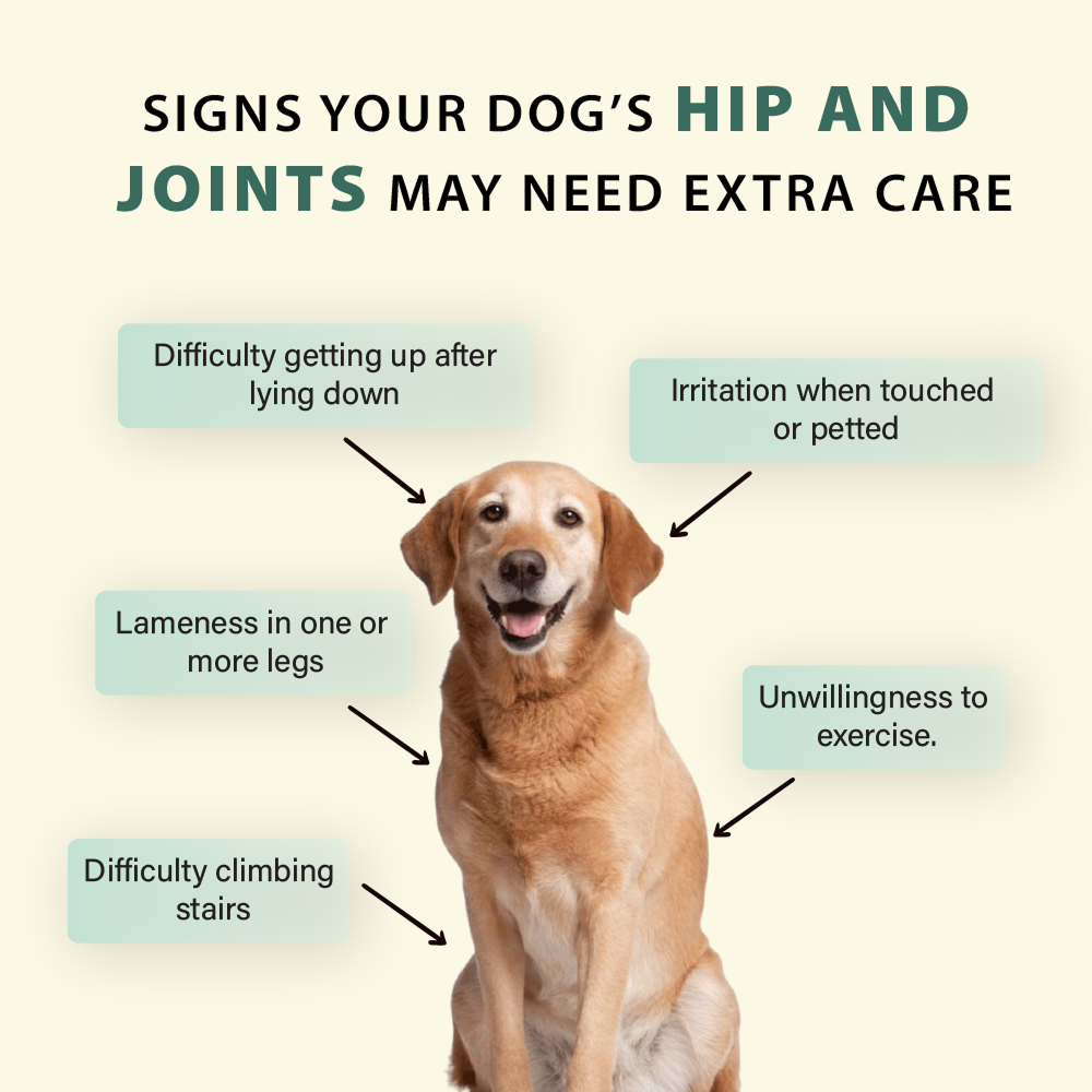 Bruno's Wild Essentials Joint+ Hip & Joint Care Supplement for Dogs image 8