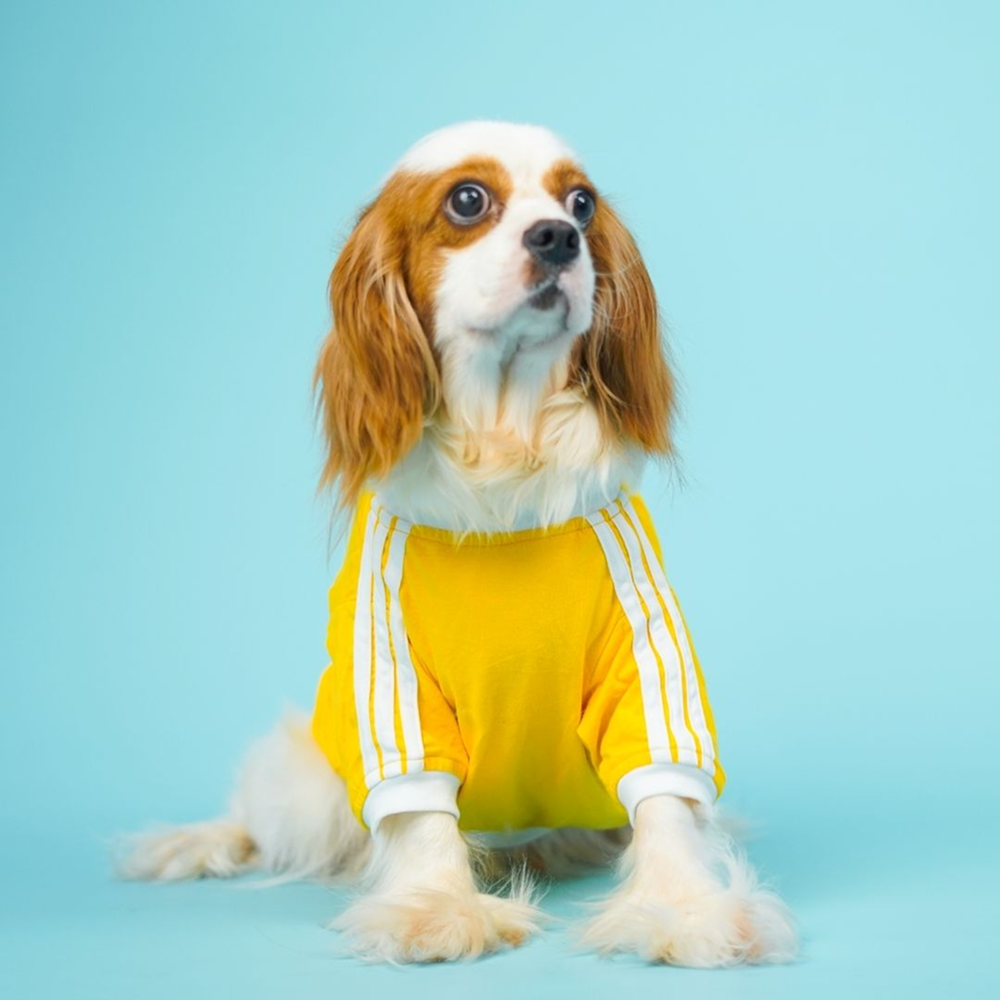 Pets Way Dive In Stripes Tshirt for Dogs (Yellow)