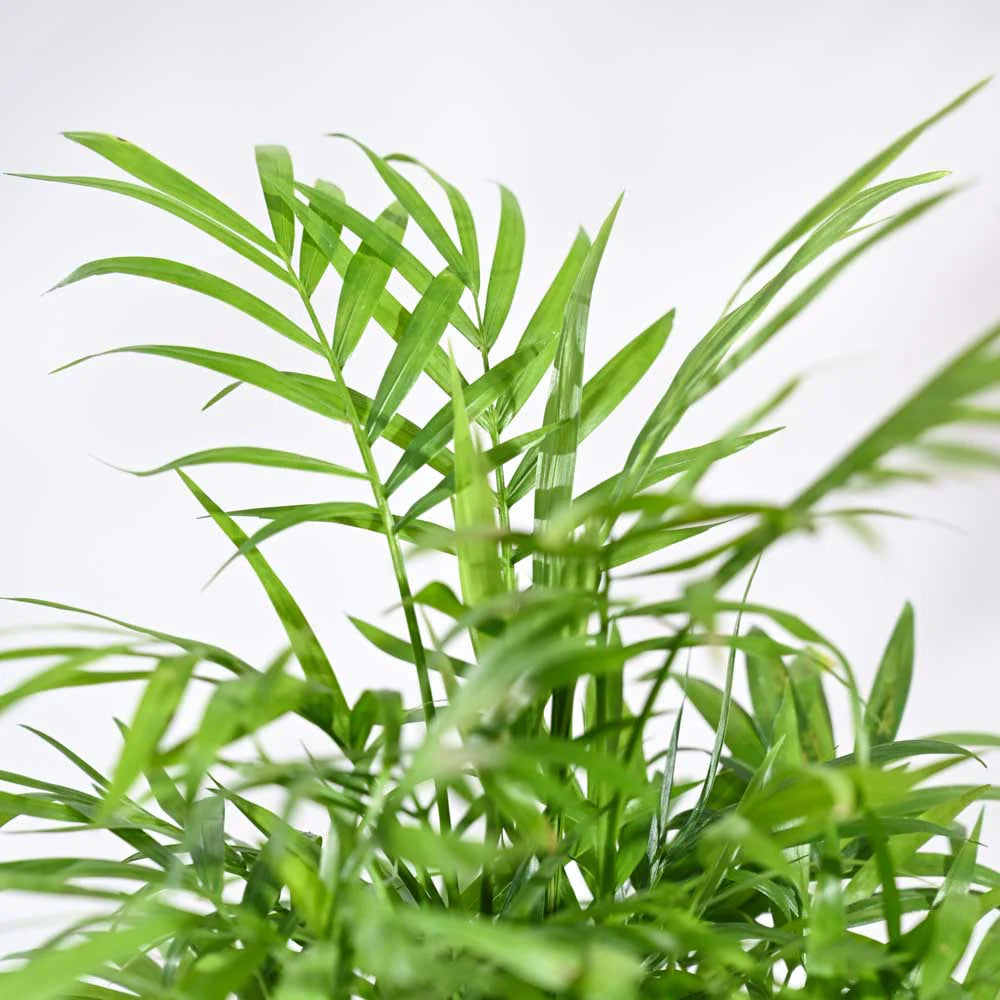 Ugaoo Bamboo Palm Pet Safe Plant with Self Watering Pot image 6