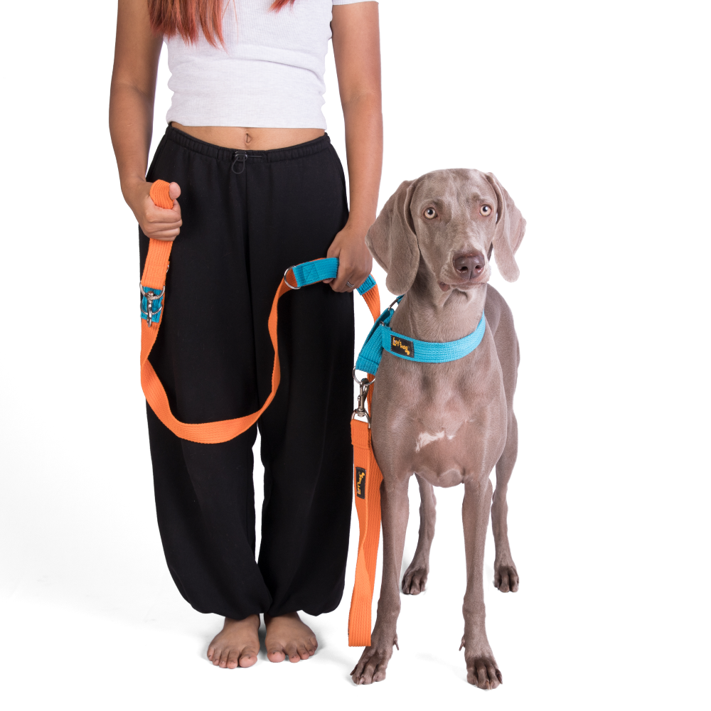 Let's Wag Multi Purpose Leash for Dogs (Orange) image 4