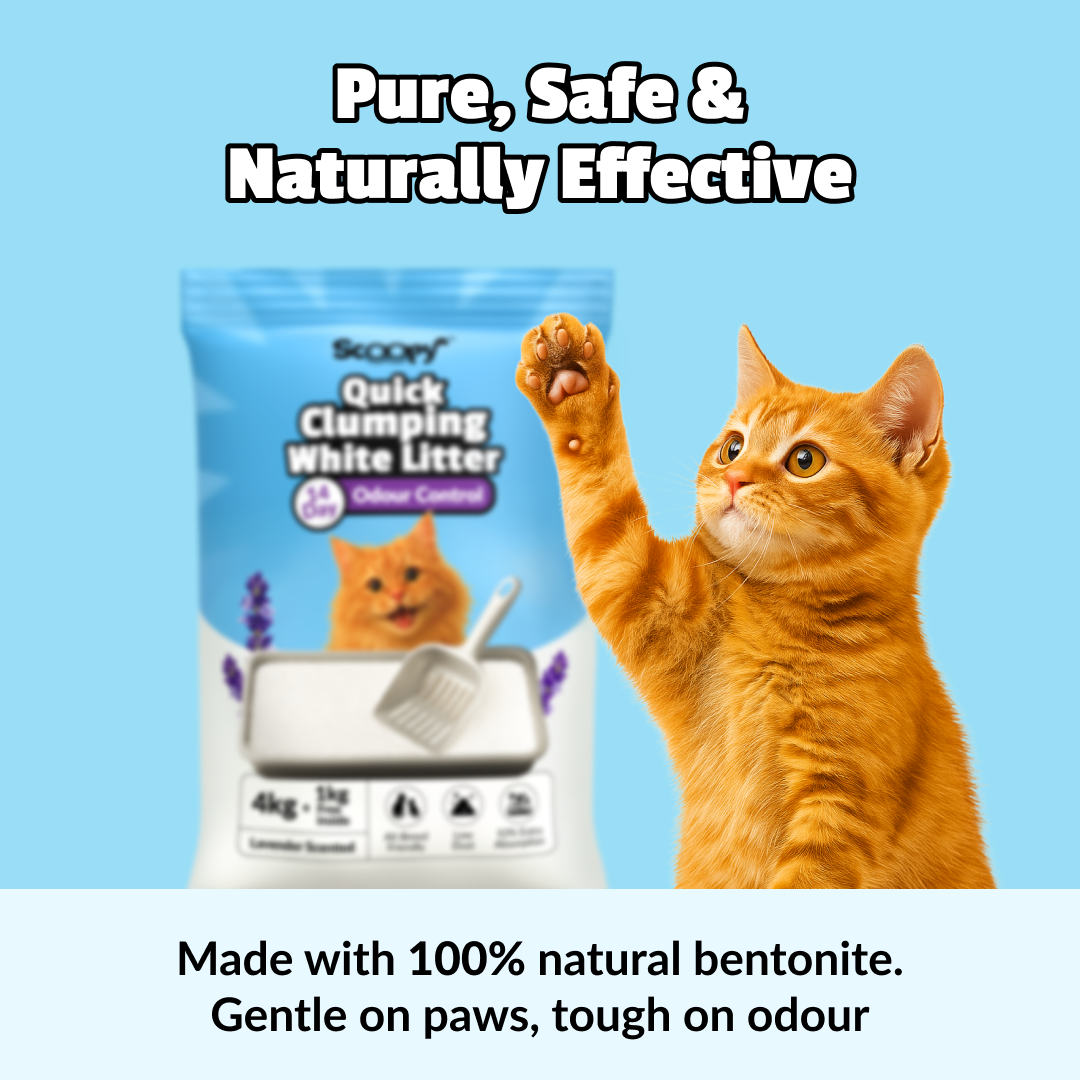 Scoopy Cat Litter | Lavender Scented | Quick Clumping | 100% Natural Bentonite White Sand image 4