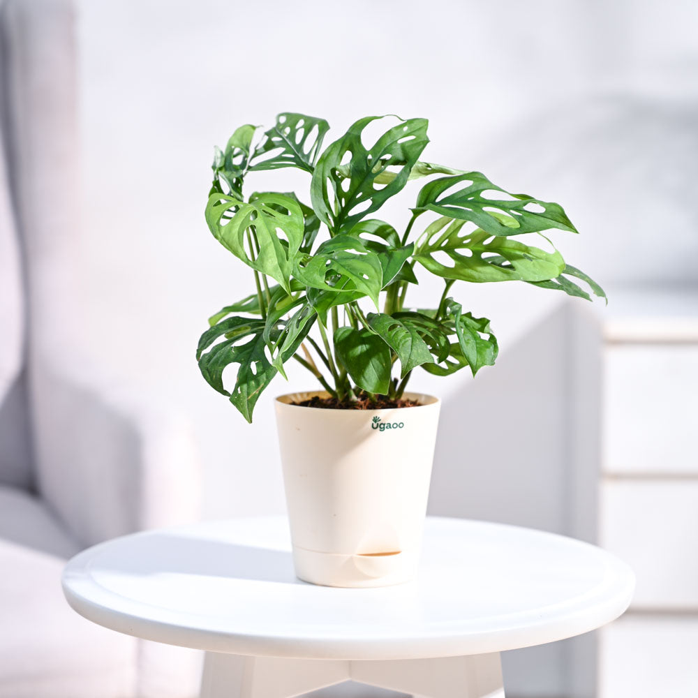Ugaoo Philodendron Broken Heart Pet Safe Plant with White Self Watering Pot (Monstera Adansonii) image 2