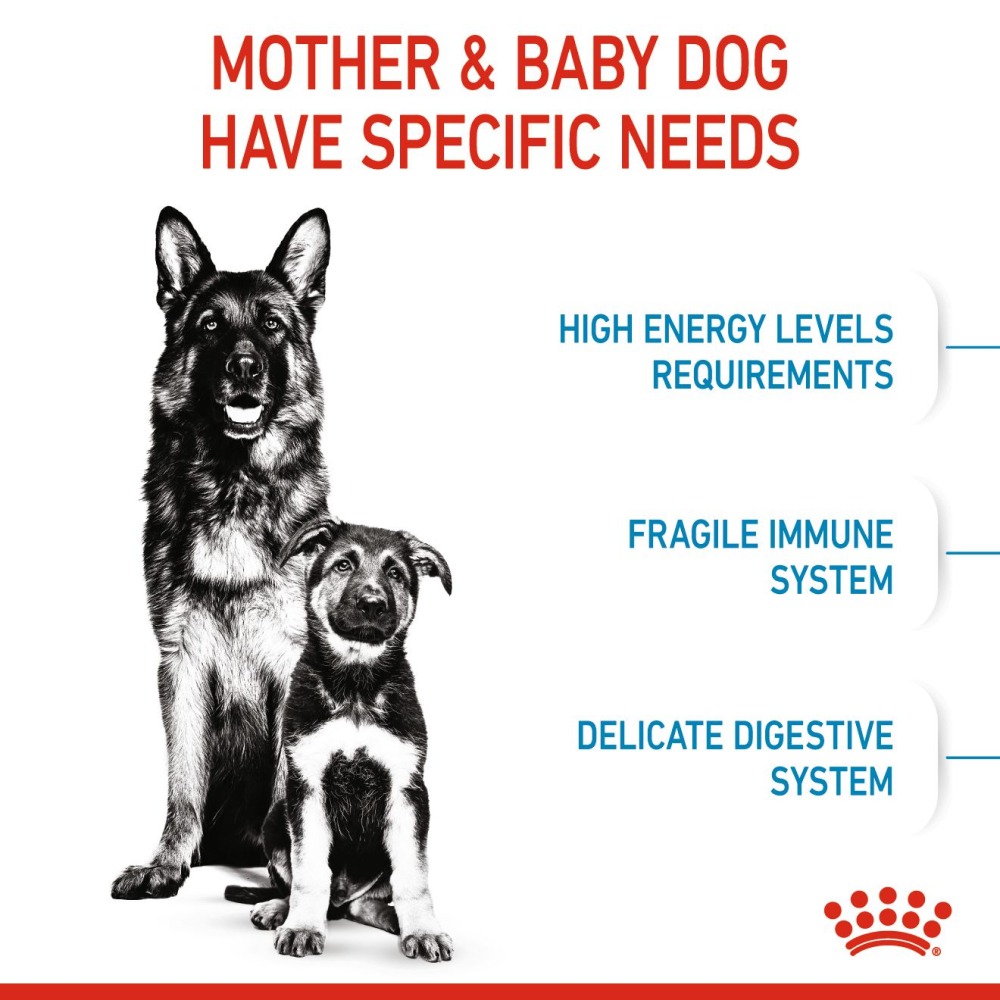 Royal Canin Maxi Starter Dry Dog Food image 5