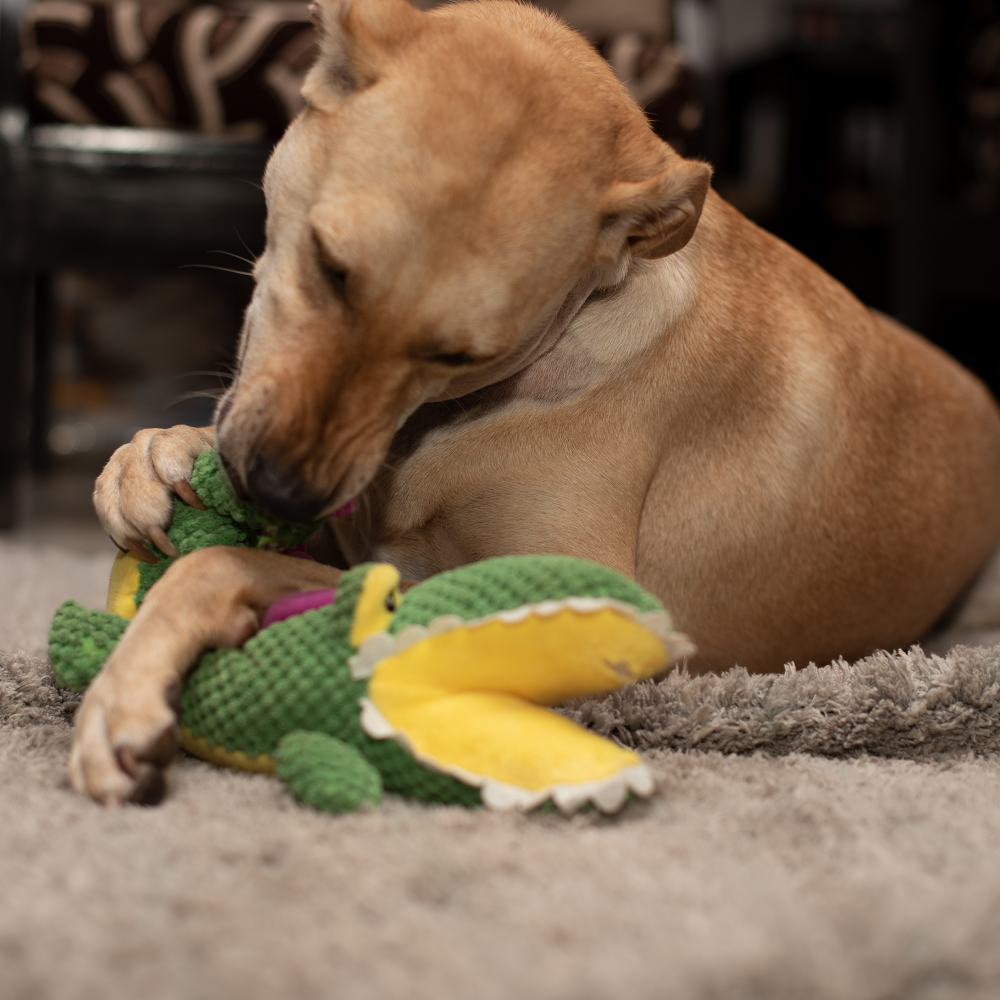 Barkbutler Aly The Gator Plush Toy for Dogs | For Medium Chewers (Green) image 9