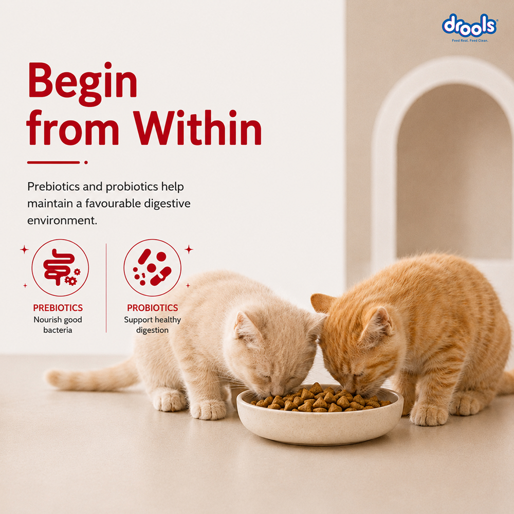 Drools Mackerel Kitten (1 to 12 Months) Cat Dry Food image 4