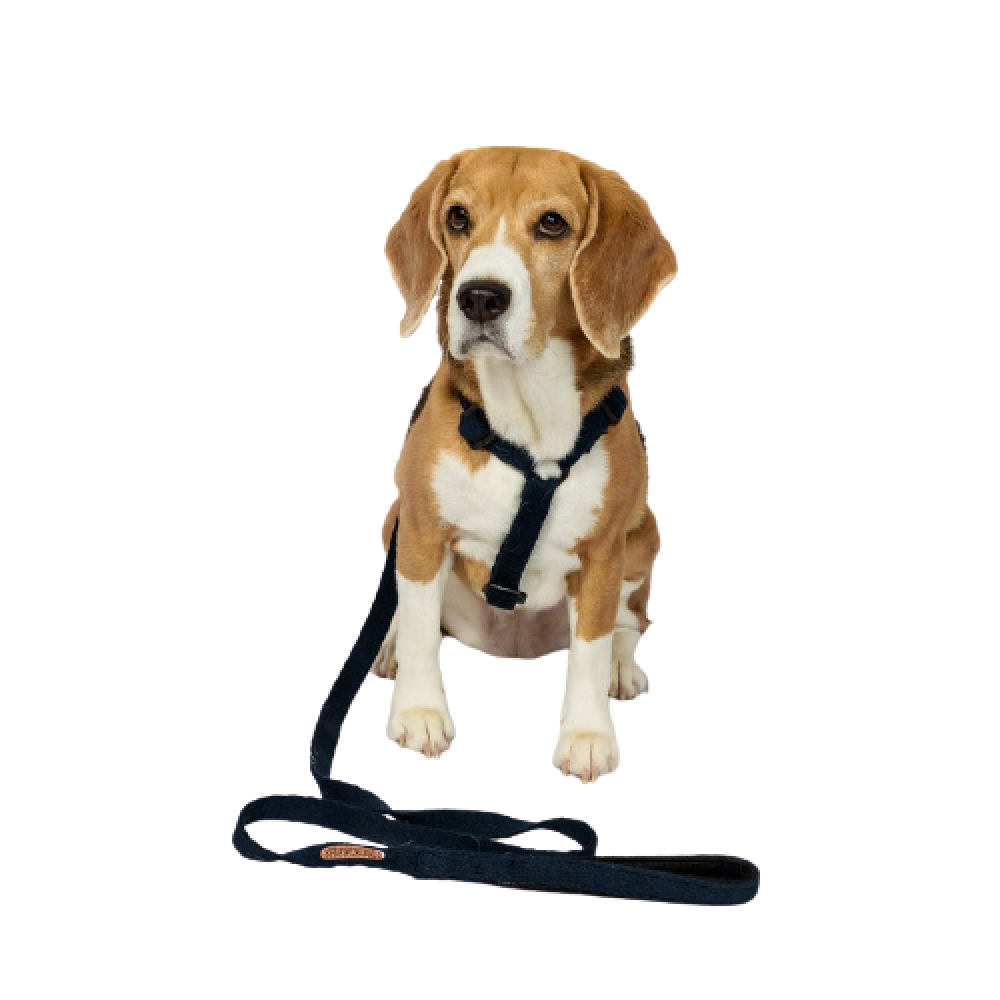 PetWale Cotton Padded Handle Denim Leash for Dogs (Blue) image 2