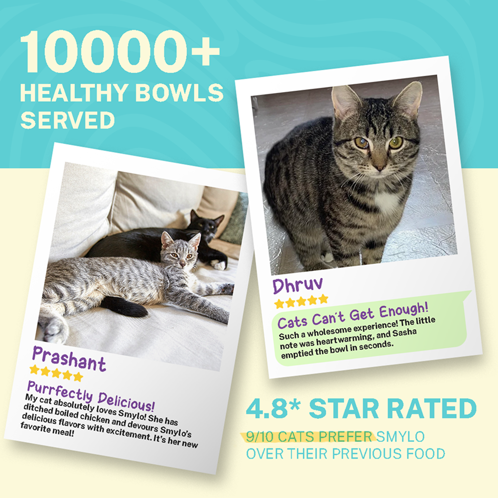 Smylo Kitten Tuna Salmon, Pumpkin, Fresh & No-Preservative Wet Cat Food image 7