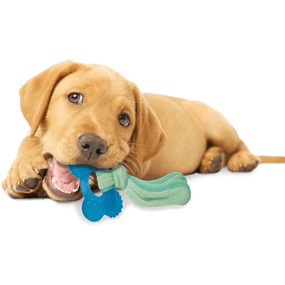 Nylabone Puppy Teething Peanut Butter Flavoured Chew Freezer Bone Toy for Dogs (Blue/Green) image 5