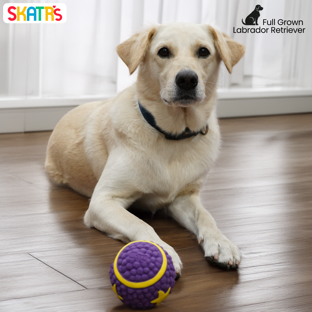 Skatrs Interactive Latex Star Squeaky Ball Toy for Dogs and Cats (Purple) | Chewing, Floating, Training, and Bouncing image 4
