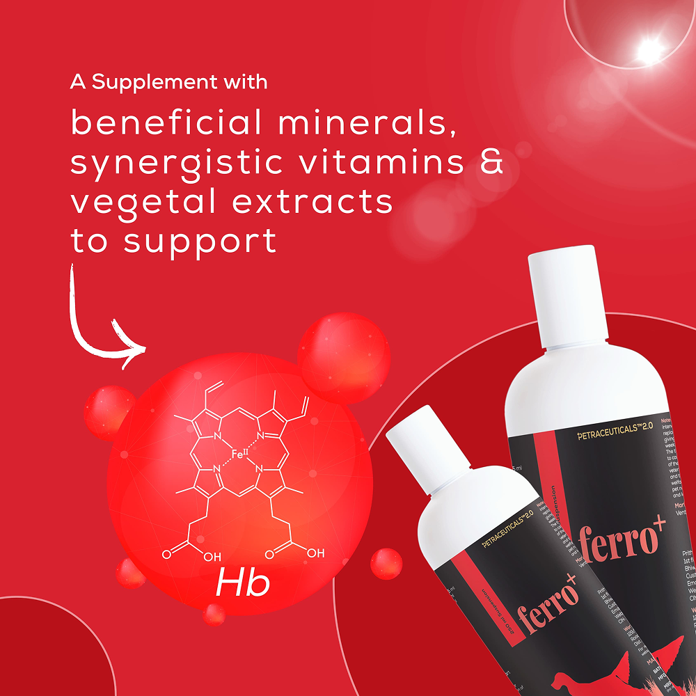 Venttura Ferro Plus Iron Supplements Syrup for Dogs image 4