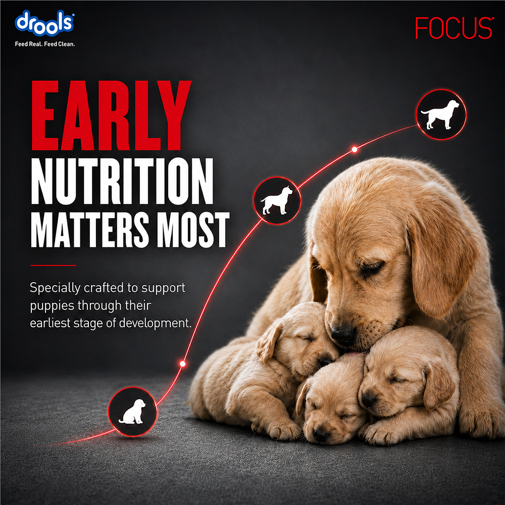 Drools Focus Pup Booster Puppy Weaning Diet for All Breeds (300g) image 9