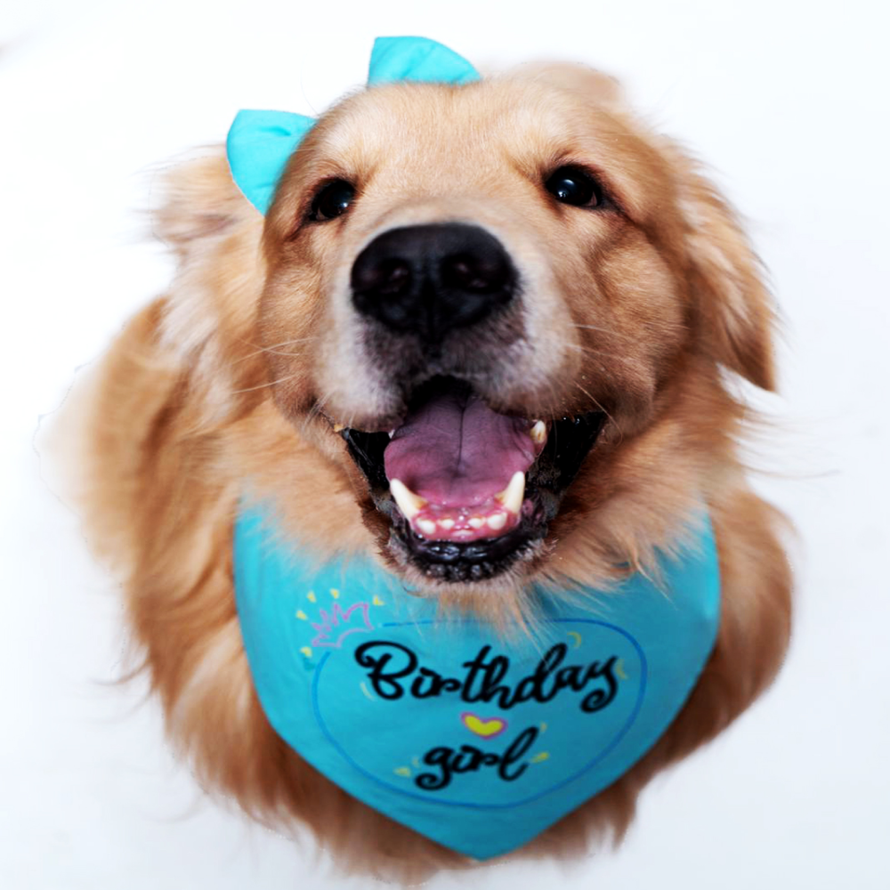 Dogobow Birthday Girl Scarf for Dogs (Teal blue) (Get a Bow Free) image 3