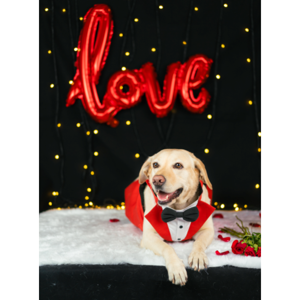 Dogobow Tuxedo for Dogs (Red) (Get a Bow Free) image 4