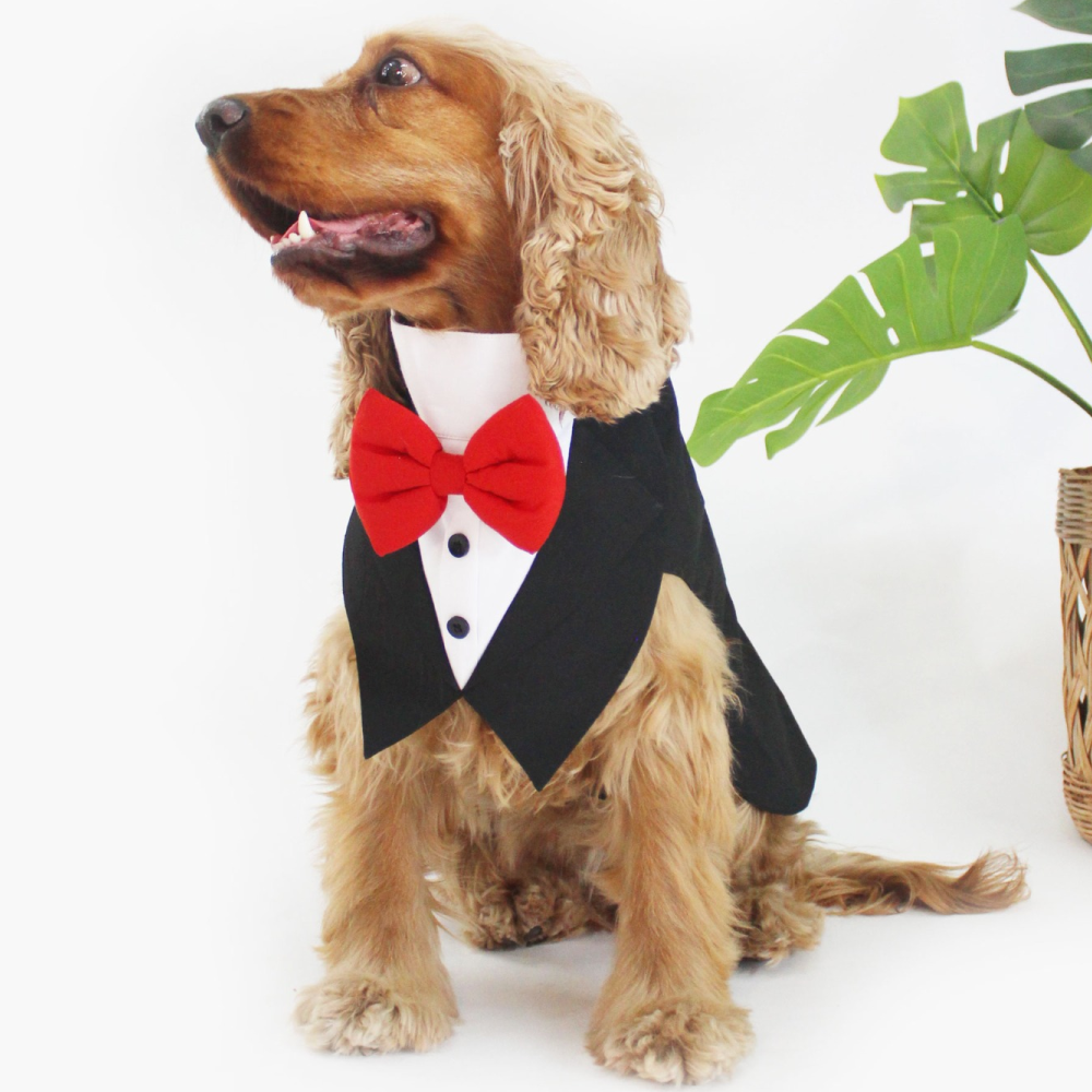 Dogobow Tuxedo Suit for Dogs and Cats (Black) (Get a Bow Free) image 3