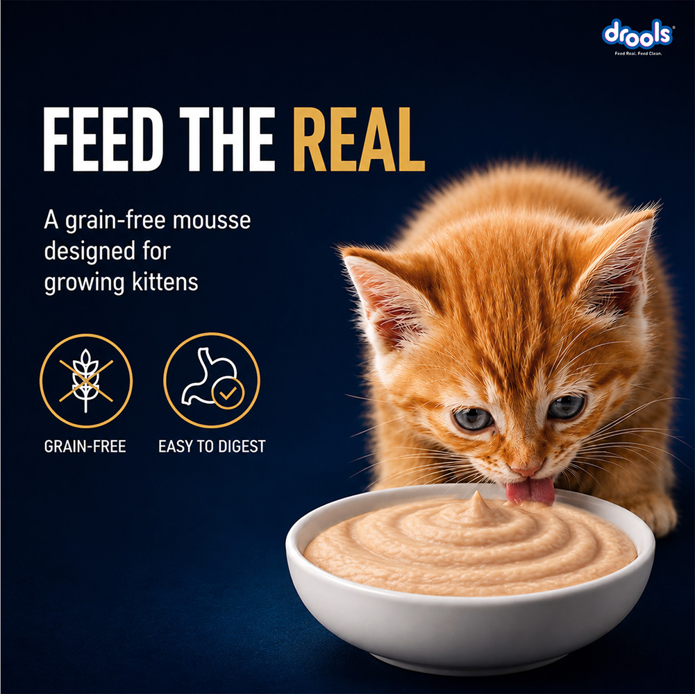 Drools Chicken Mousse Kitten Cat Wet Food image 3