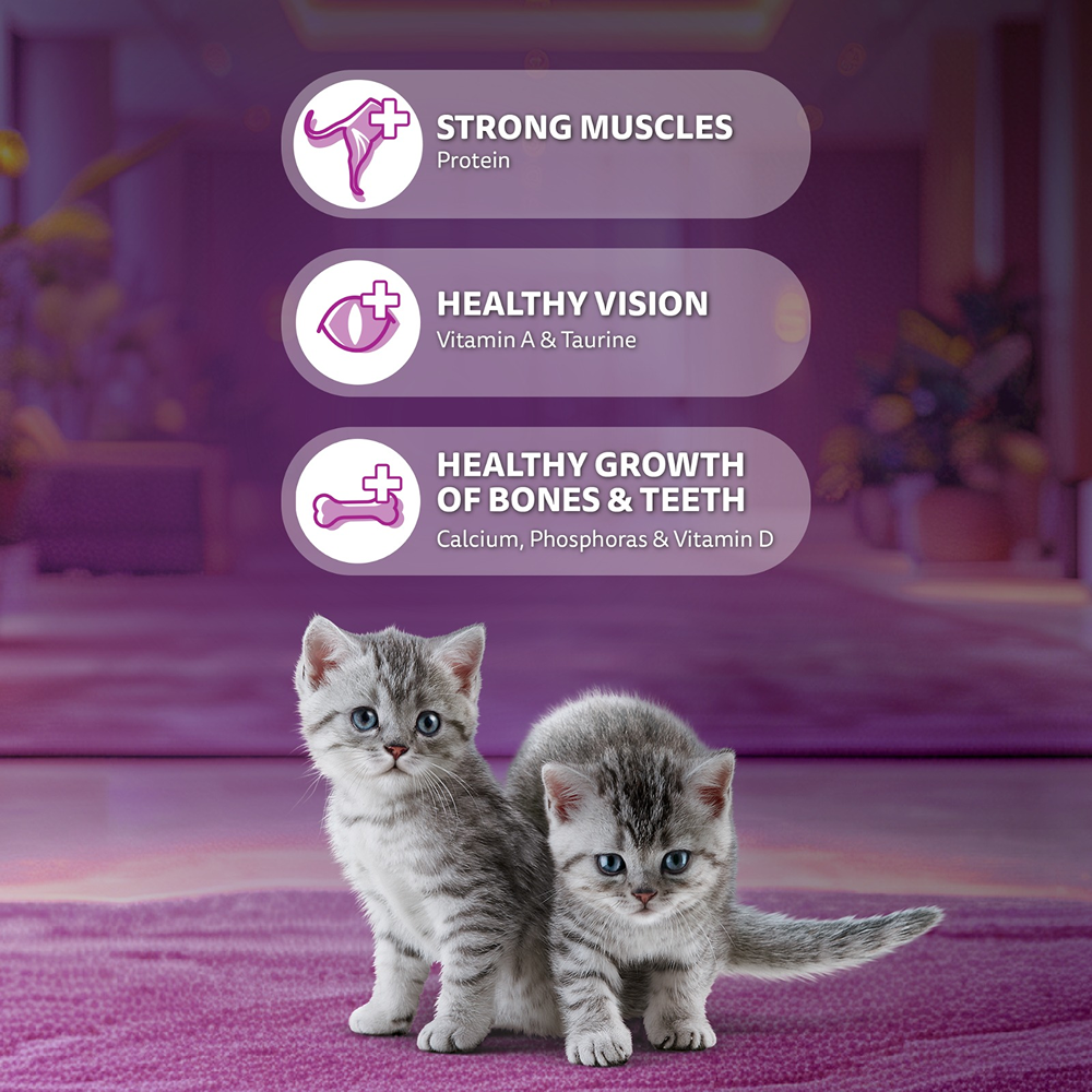 Whiskas Ocean Fish Kitten/Mother and Baby Dry Food & Petkit YumShare Solo Automatic Food Dispenser Combo for Kitten image 4