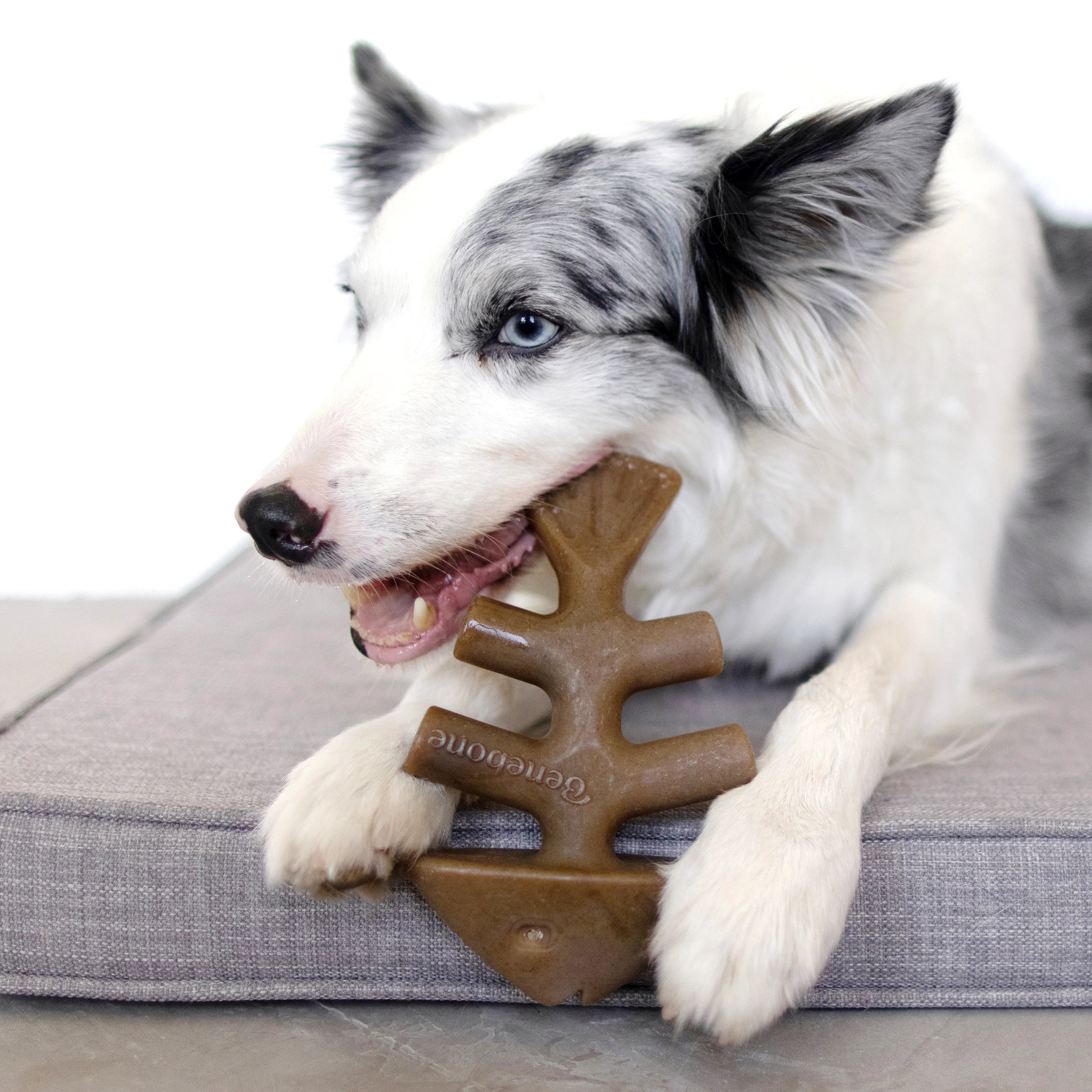 Benebone Jack Salmon Flavored Fishbone Chew Toy for Dogs image 5