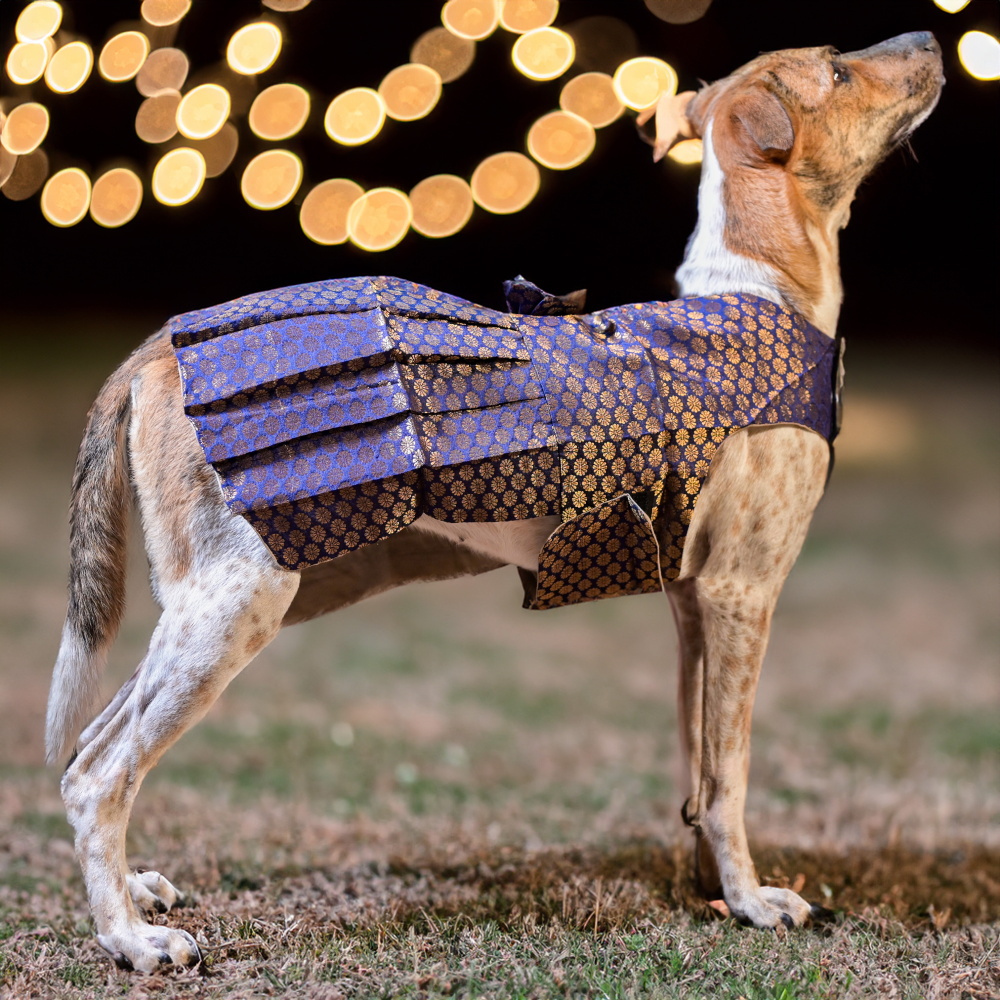 Skatrs Brocade Gold Printed Dress for Dogs and Cats (Blue) image 8