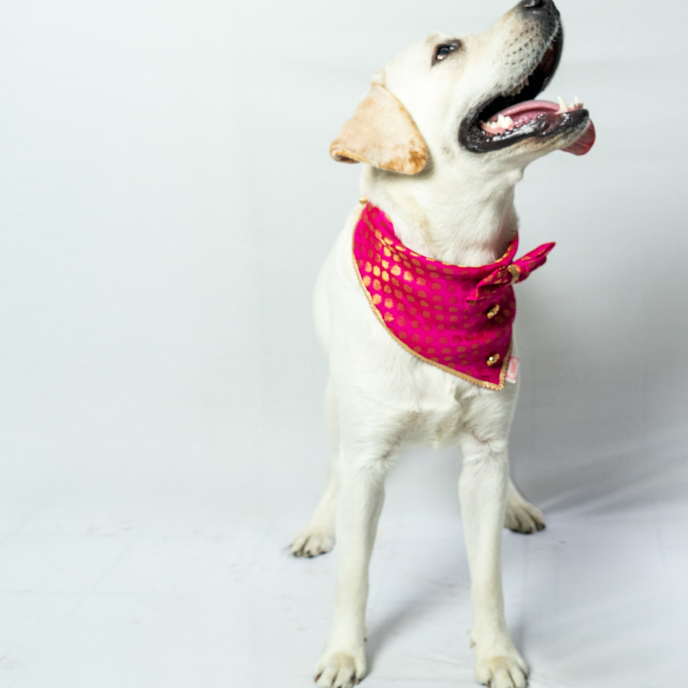 Pawgypets Occasion Wear Bow Bandana for Dogs and Cats (Pink) image 2