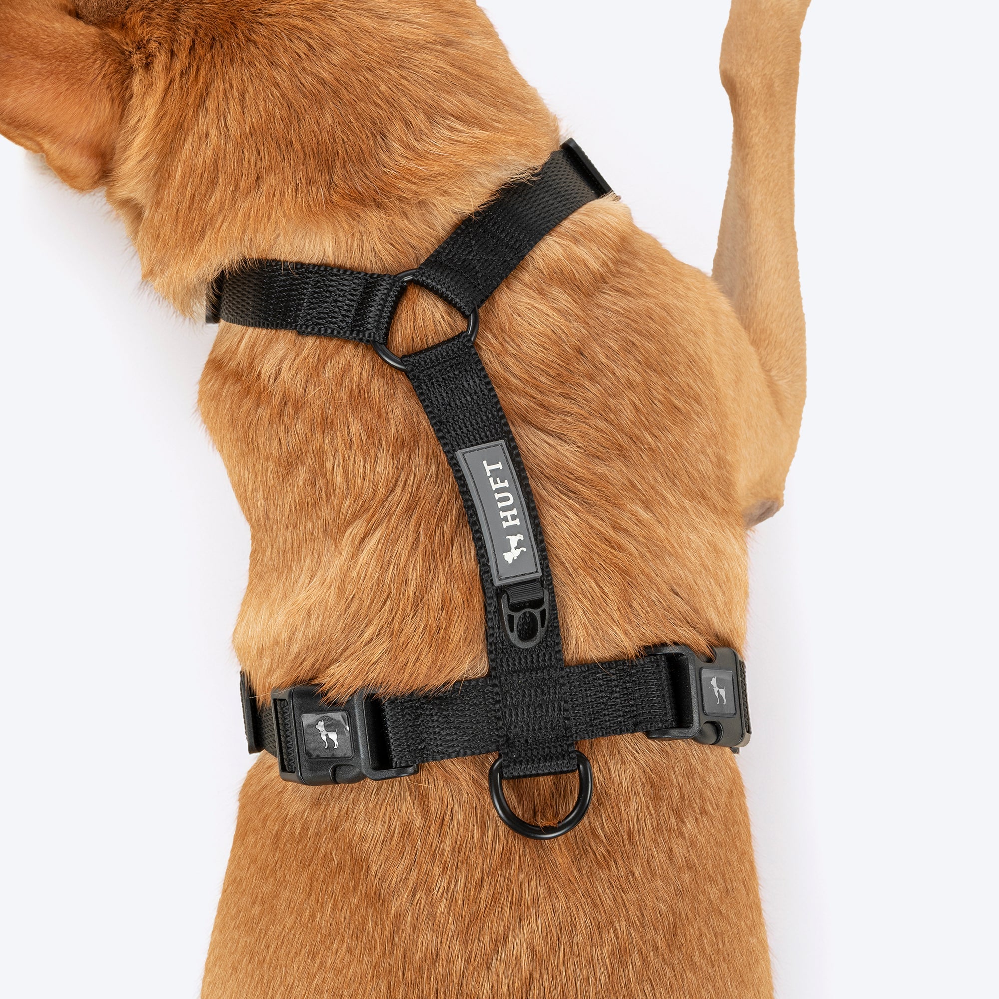HUFT Classic H Harness for Dogs (Coral Black) image 4