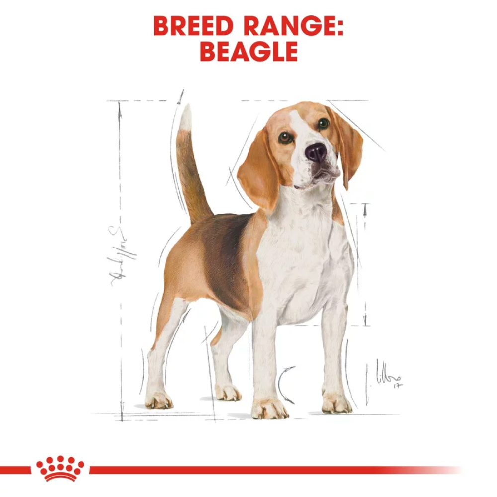Royal Canin Beagle Adult Dog Dry Food image 5