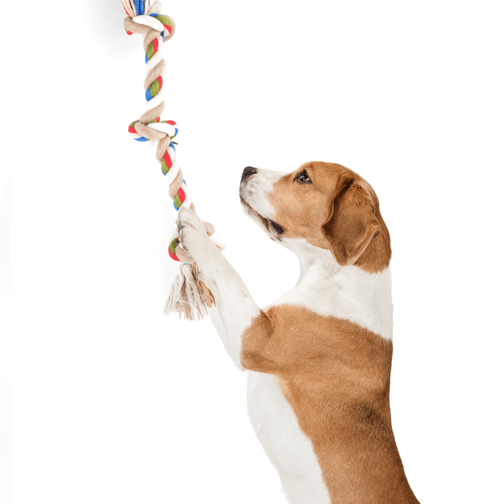 Barkbutler x Fofos Flossy Three Knots Rope Toy For Dogs image 8